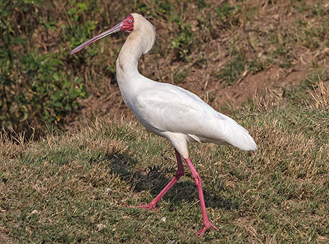 African Spoonbill